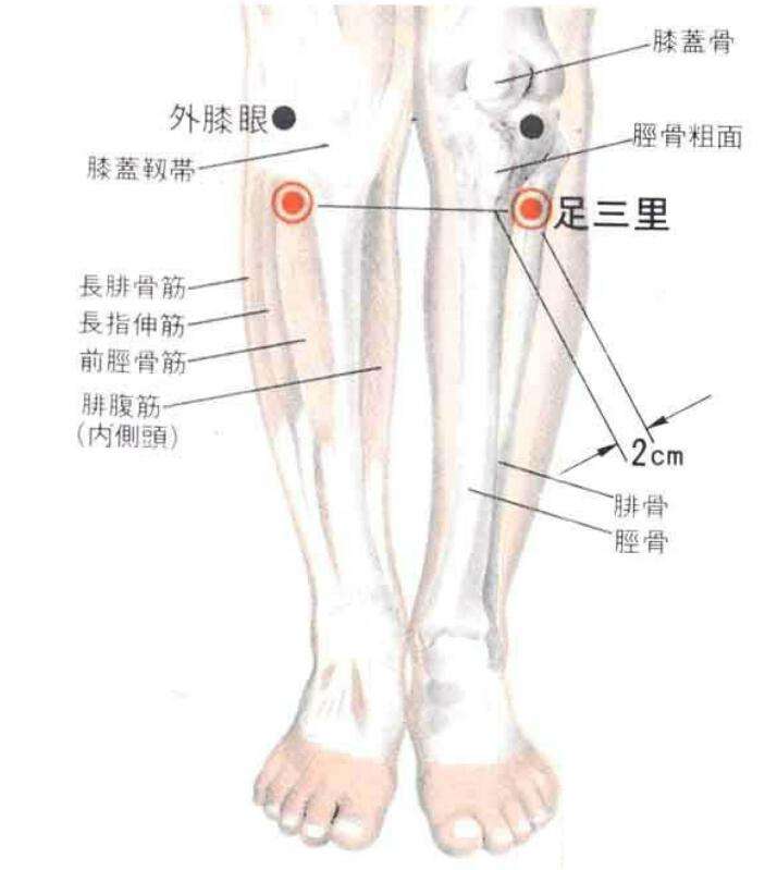 定位:为足阳明胃经的合穴,位于膝关节外膝眼下 3寸,胫骨前嵴外侧1横指