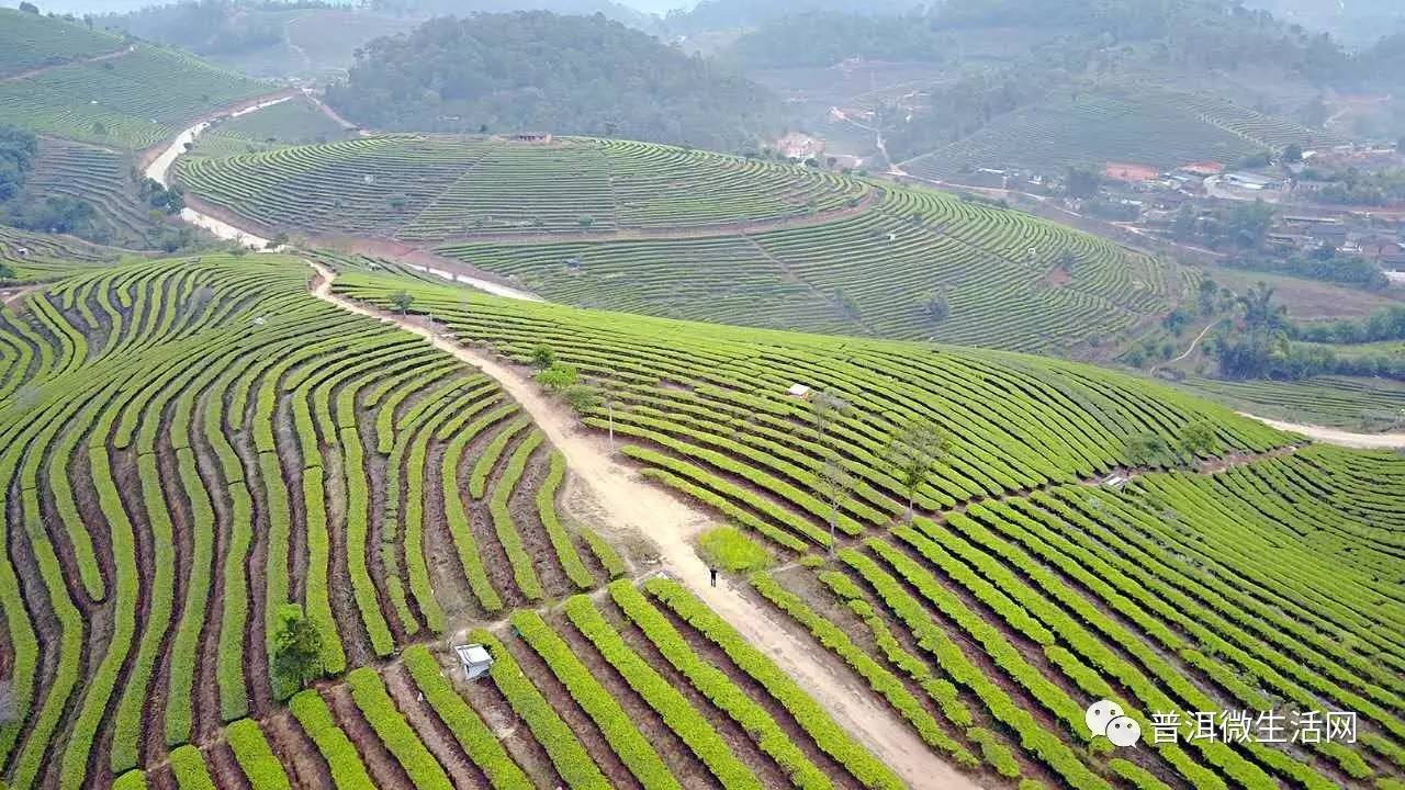 航拍普洱万亩茶园,实在是太壮丽啦!每一幅都想让人唱国歌!