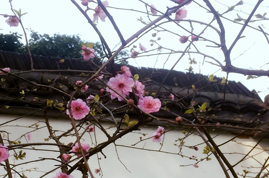 【花事集锦】三生三世,你也看不完春日里的花儿