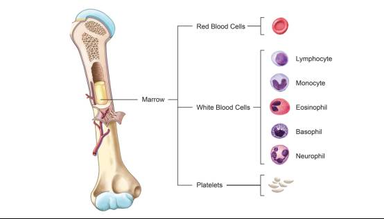 老的细胞被清除,生成新的细胞,骨髓的重要功能就是产生和生成如红细胞