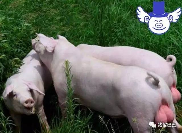 母猪怀不上也有可能是公猪的问题,这几种情况有可能导致公猪不育