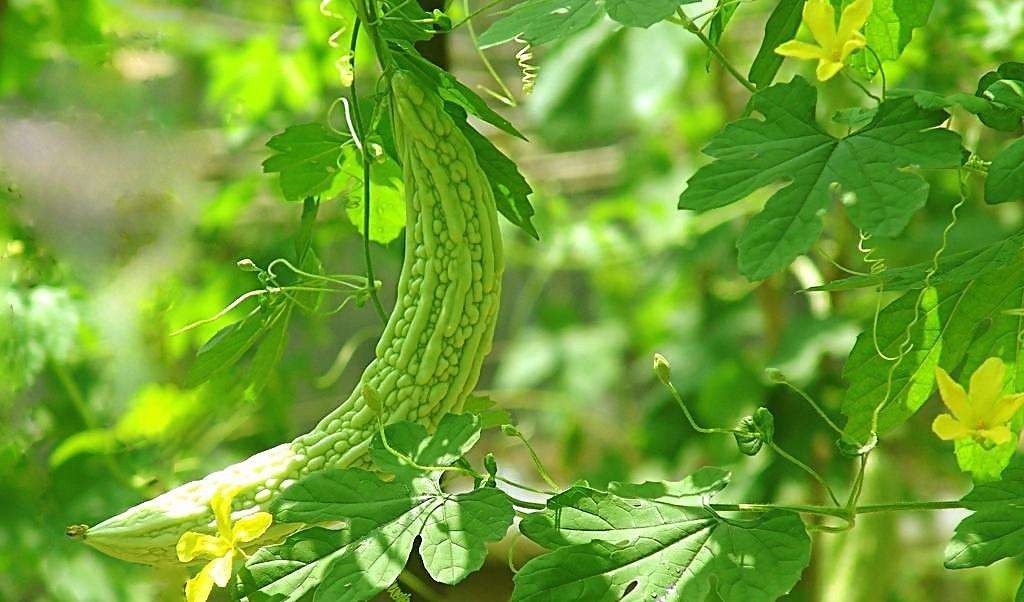 Loofah Gourd Recipe: A Refreshing and Natural Skincare Solution