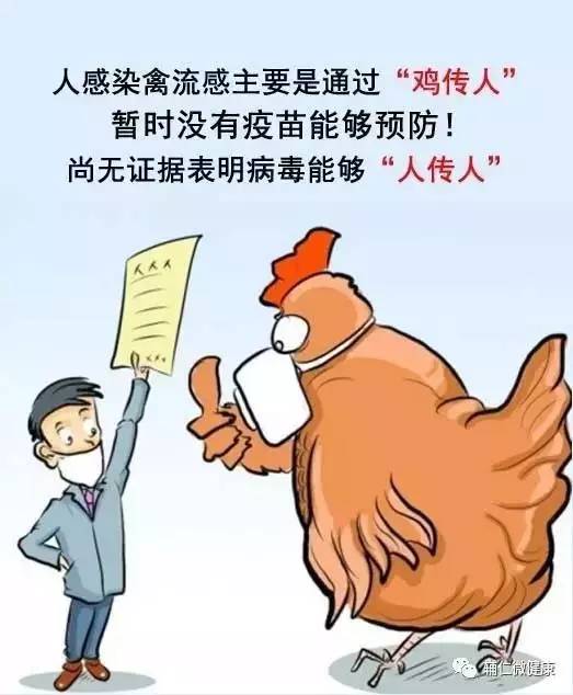 【科普】禽流感至,鸡和蛋怎么吃?谈及鸡肉,小