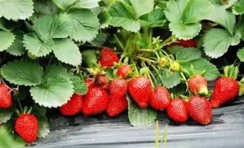 注意了!成都草莓成熟,去周边12个摘地踏青摘果果