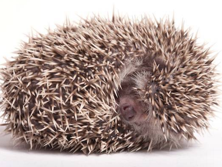 刺猬怎么睡觉? / how does hedgehog sleep?