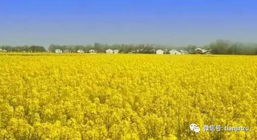 天津也有油菜花赏析基地,每到不可收拾,快看!