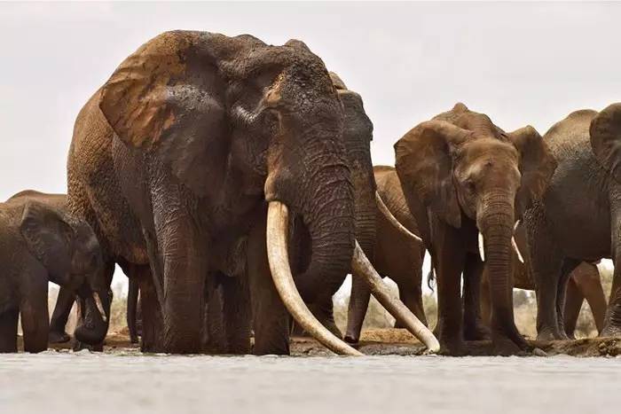 "象王"萨陶之死:一位摄影师的悼念 | 大象日特辑