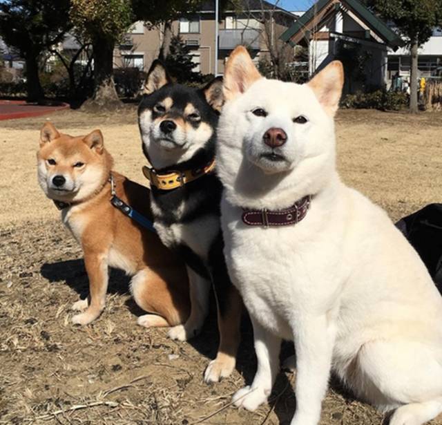 日本夫妇养了三只柴犬个个都是表情包