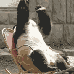 熊猫为什么可爱