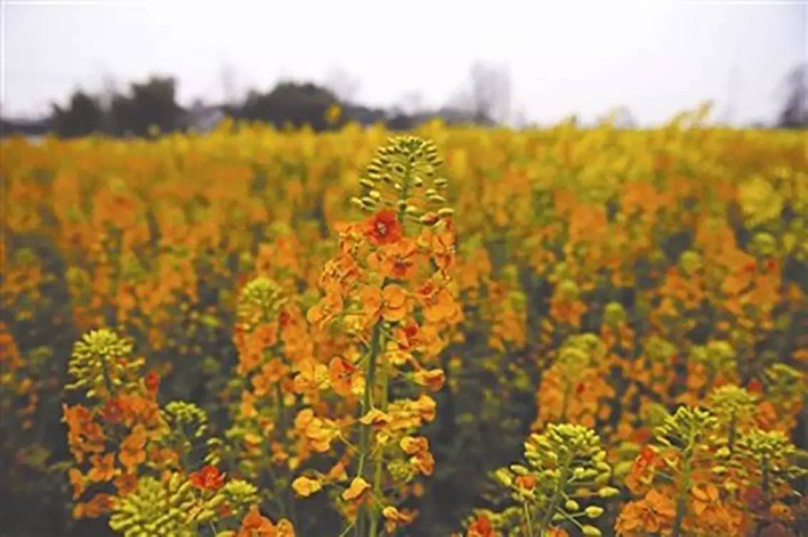 其实这几种颜色还只是五彩油菜花的一部分,在什邡高级农技师李孝楠的