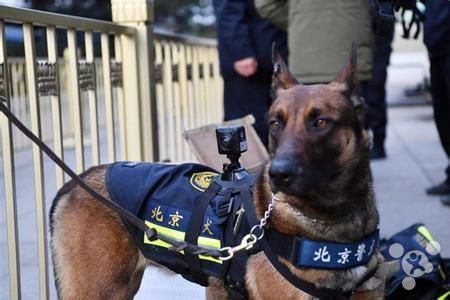 全球首例!警犬全景摄像执法记录仪亮相北京