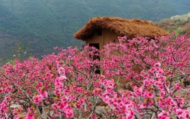 去最近的阳光城,看万亩免费花海