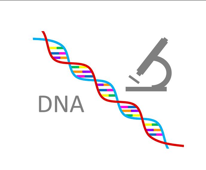 孟德尔遗传定律教案范文_生物孟德尔遗传定律_孟德尔发现的遗传定律