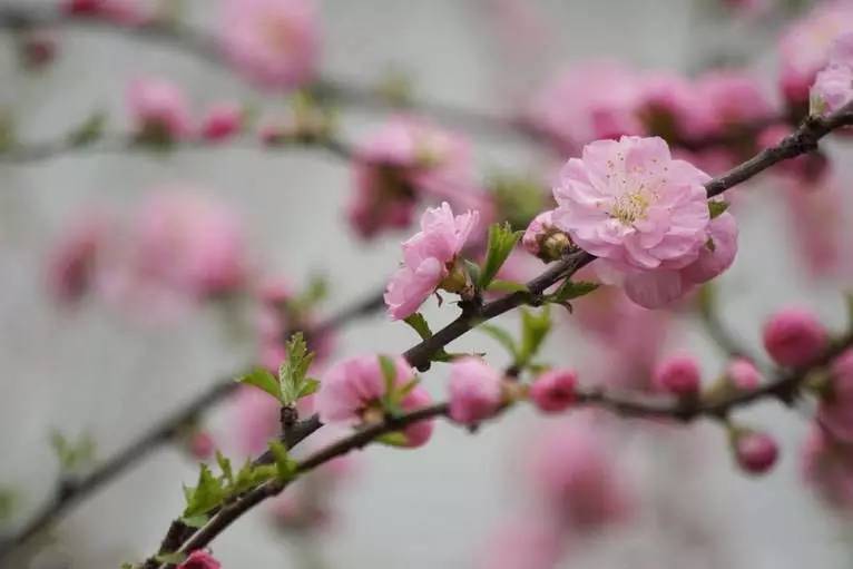 三月桃花笑春风简谱_三月桃花笑春风