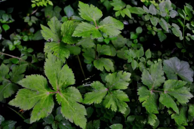 春之野菜清单,把长沙的春天吃进嘴巴里!