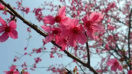 9抢购】从化附近百万樱花,漫山遍野 5公里木棉花大道 树上兰花 动物园