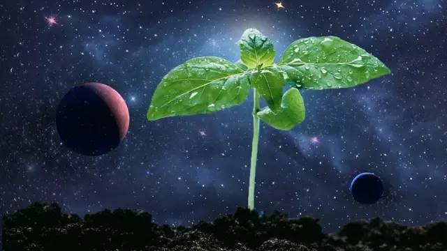 吃了太空植物会不会变成外星人?太空植物会发生变异吗?