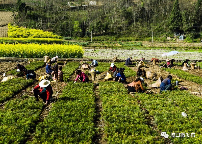 其它 正文  又见犁耙,又话桑麻 无意中看到了春耕劳作的照片 凭借着