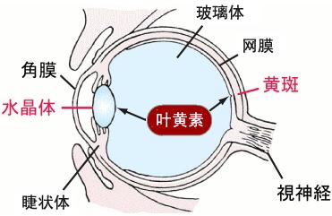 哪些地方老花眼人口多