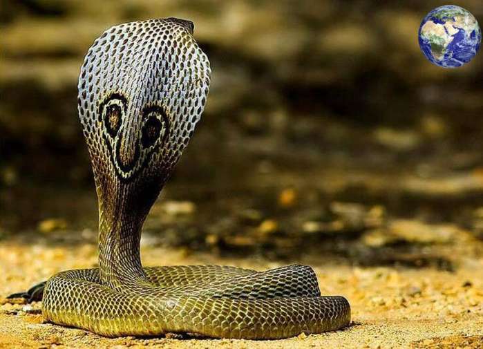 高清毒蛇