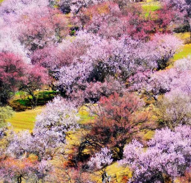 工布江达县里的桃花村