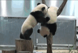 熊猫为什么可爱