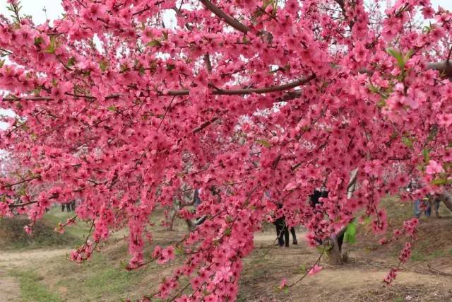 慢城三十岗"的2017中国·合肥桃花节将在合肥市庐阳区三十岗乡拉开大