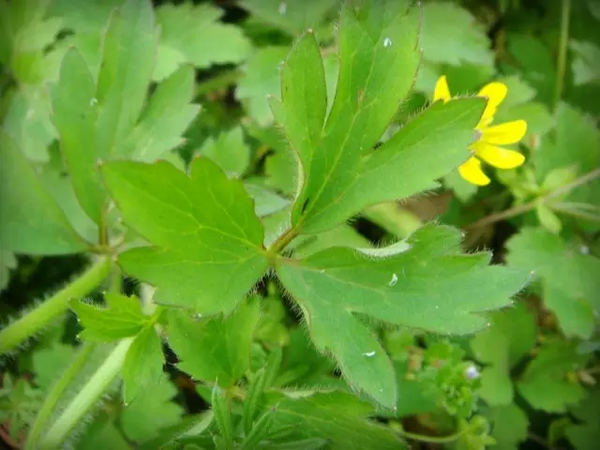 春之野菜清单,把长沙的春天吃进嘴巴里!