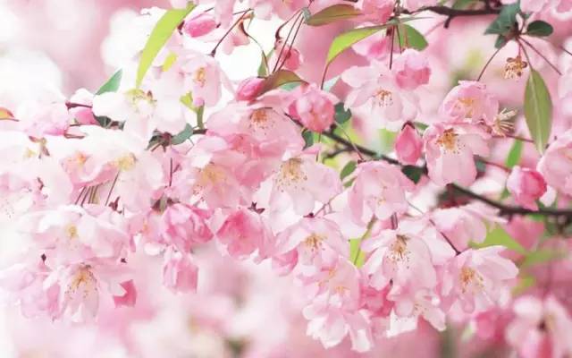 每年这个时候,桃花梨花争相盛开,漫山遍野的粉色桃花和白色梨花,把