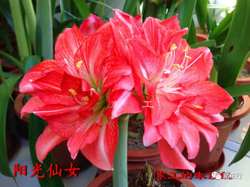 百种朱顶红开花图(5)