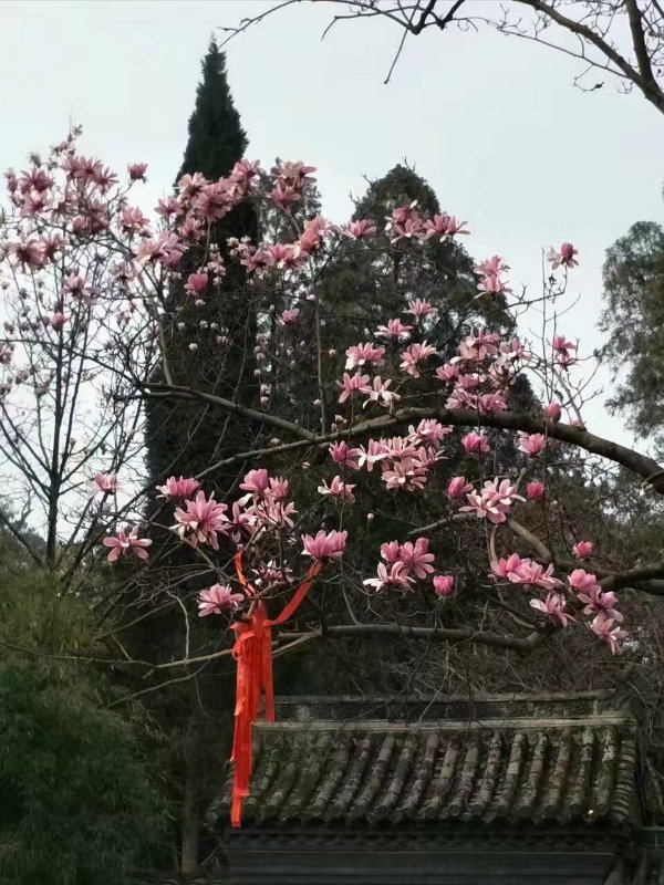 奇地:武侯祠内的旱莲是为纪念诸葛亮而栽.