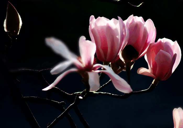 汉中市花旱莲, 美成仙儿