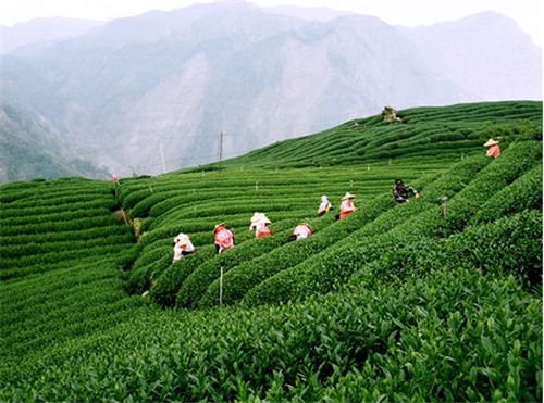 鹿谷製茶与您分享茶的味道