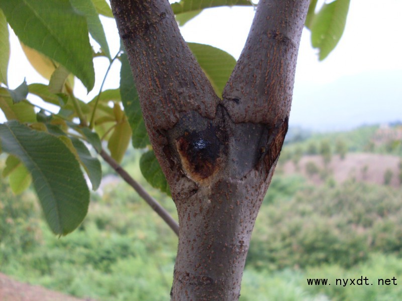 危害山核桃树的主要病害发生规律及综合治理措施