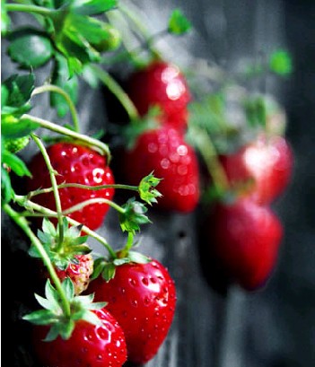 春天吃草莓都有哪些功效?