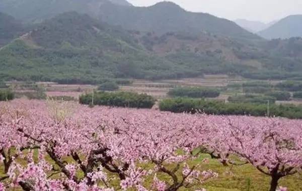 而且还是镶嵌在山上的桃花林毕竟,荆州就有十里桃林根本不用羡慕其实