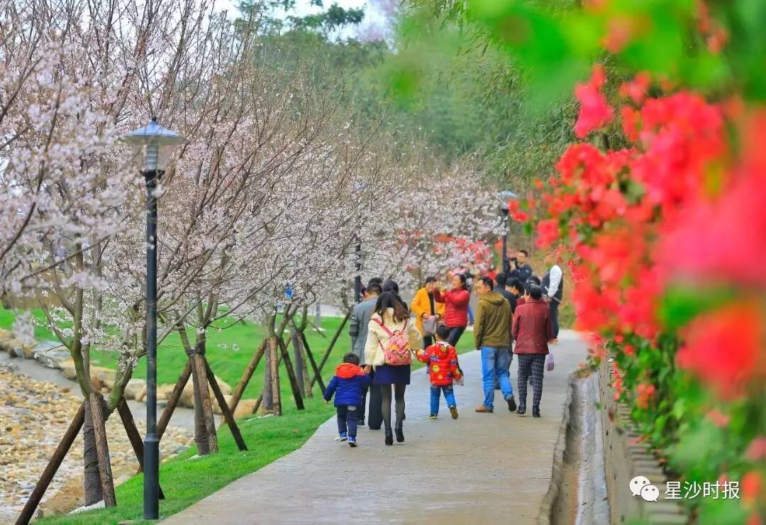 又到樱花盛放时 今天位于长果园镇的浔龙河樱花谷正式开园    今天小