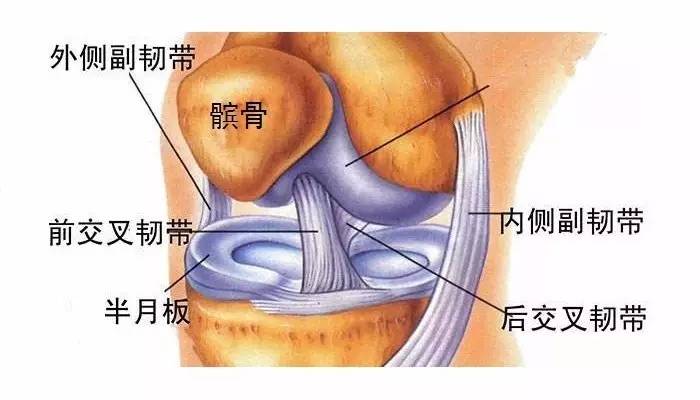 你能分清肌腱韧带和肌筋膜吗今日话题