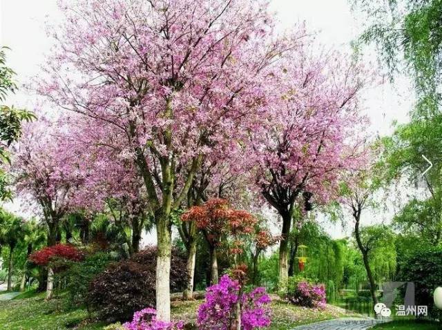 【植树节】我们在春天种下一棵树,到秋天收获一个