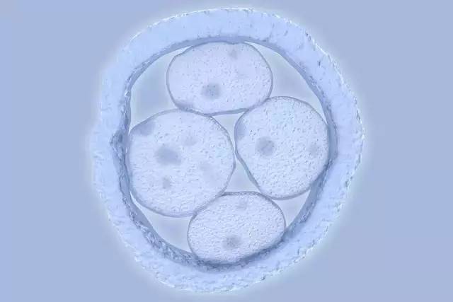 首次!中国团队利用CRISPR技术成功修复胚胎中