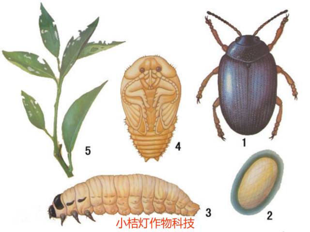 4 防治方法 1,开花前后幼虫危害高峰期和5月中下旬成虫大量取食时喷药