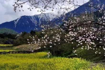 巴塘县松多乡人口