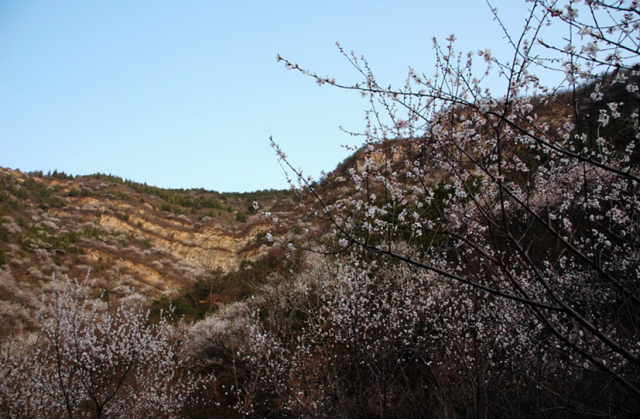 每逢3月底至4月初,遵化市党峪镇杨家峪村北桃花山上,万亩桃花竞相开放