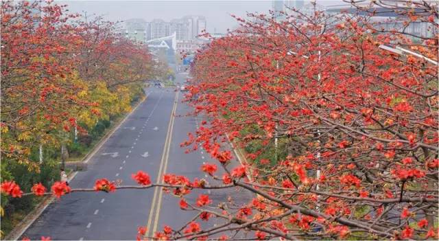 冬日过后,天气渐暖,越秀区陵园西路的木棉花开始崭露头角.