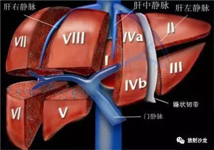 每段的中心是门静脉,肝动脉和胆管,周围是血液流出的肝