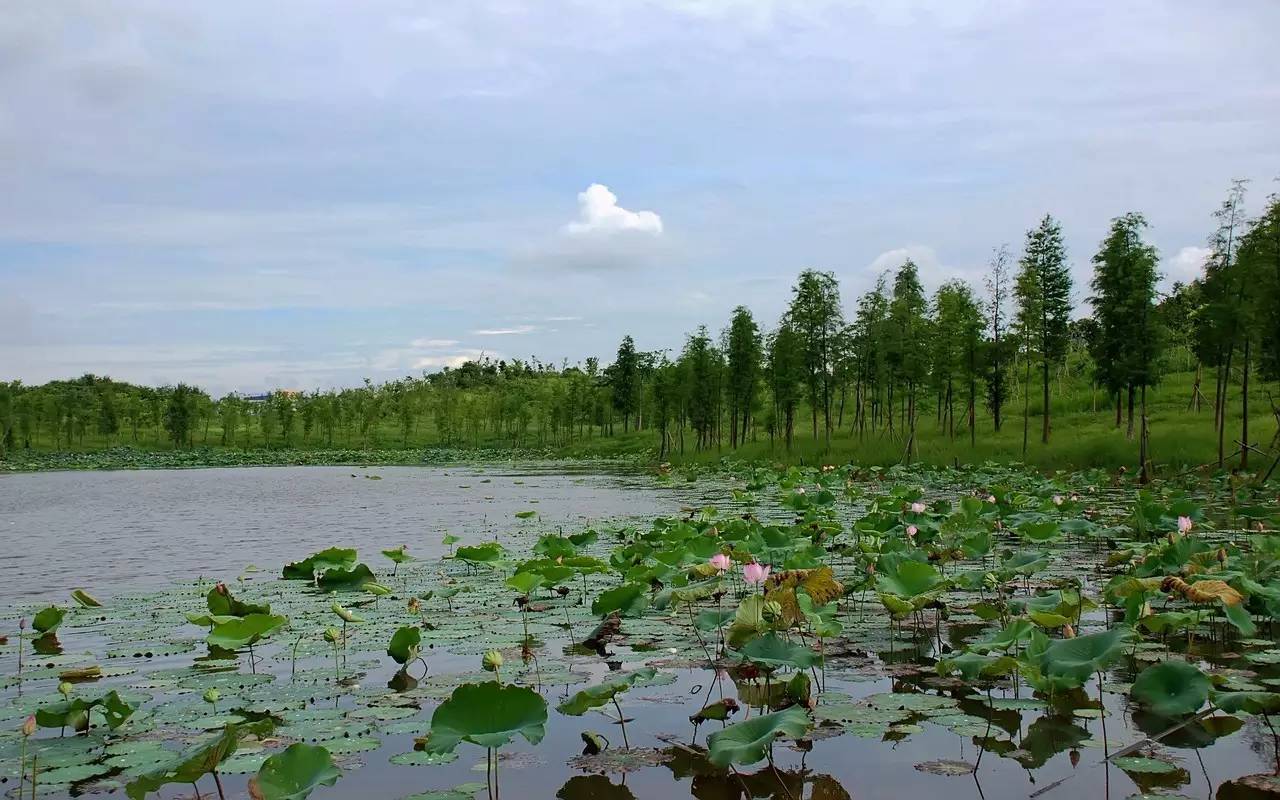 月荷湖公园位于松山湖北部工业城生态核心区 因形似半弯明月, 湖中