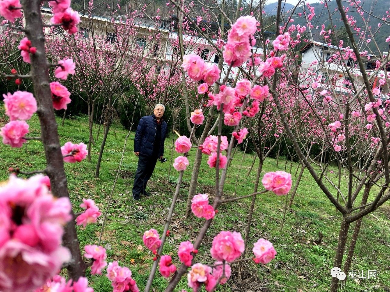 你还不知道?巫山首个桃梅花海基地诞生