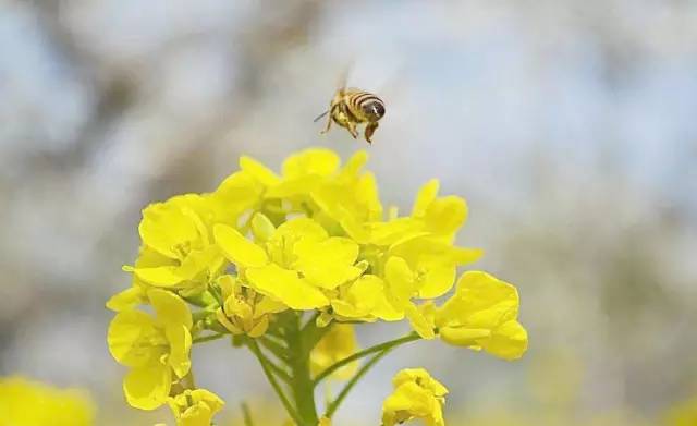 春季花粉过敏,原来是它!
