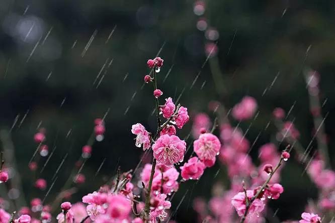 诗中雨,雨中春,9首经典春雨诗让长安雨中似苏杭