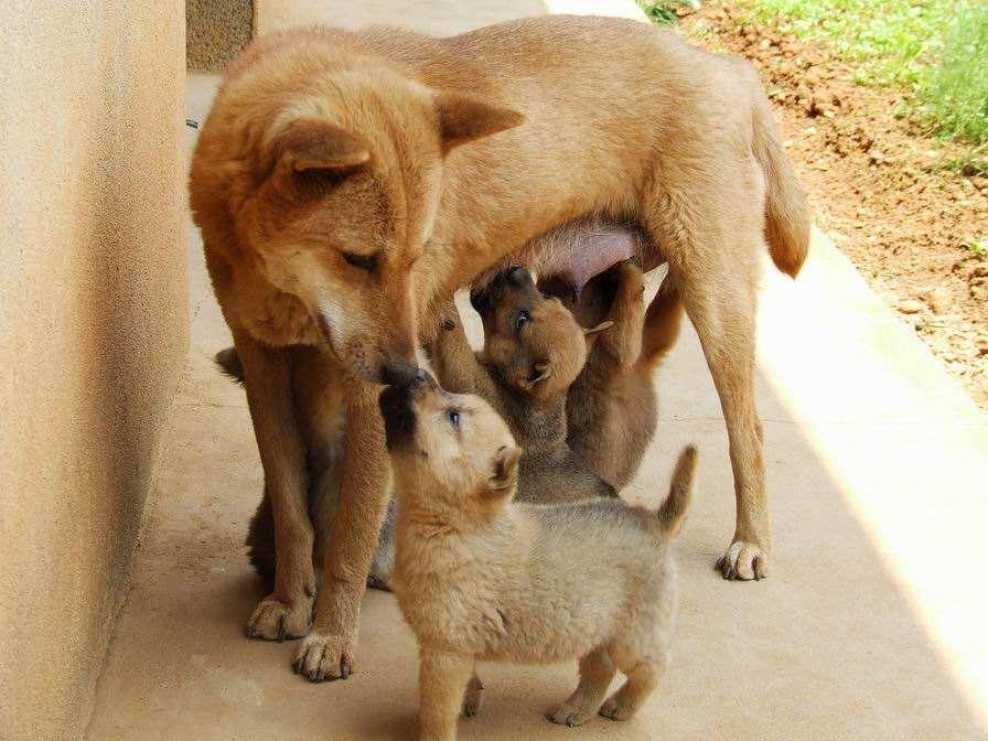 中华田园犬我们都欠他们一个人情